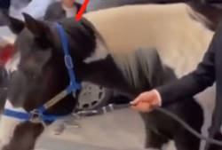 马配马视频,一场跨越时空的浪漫邂逅